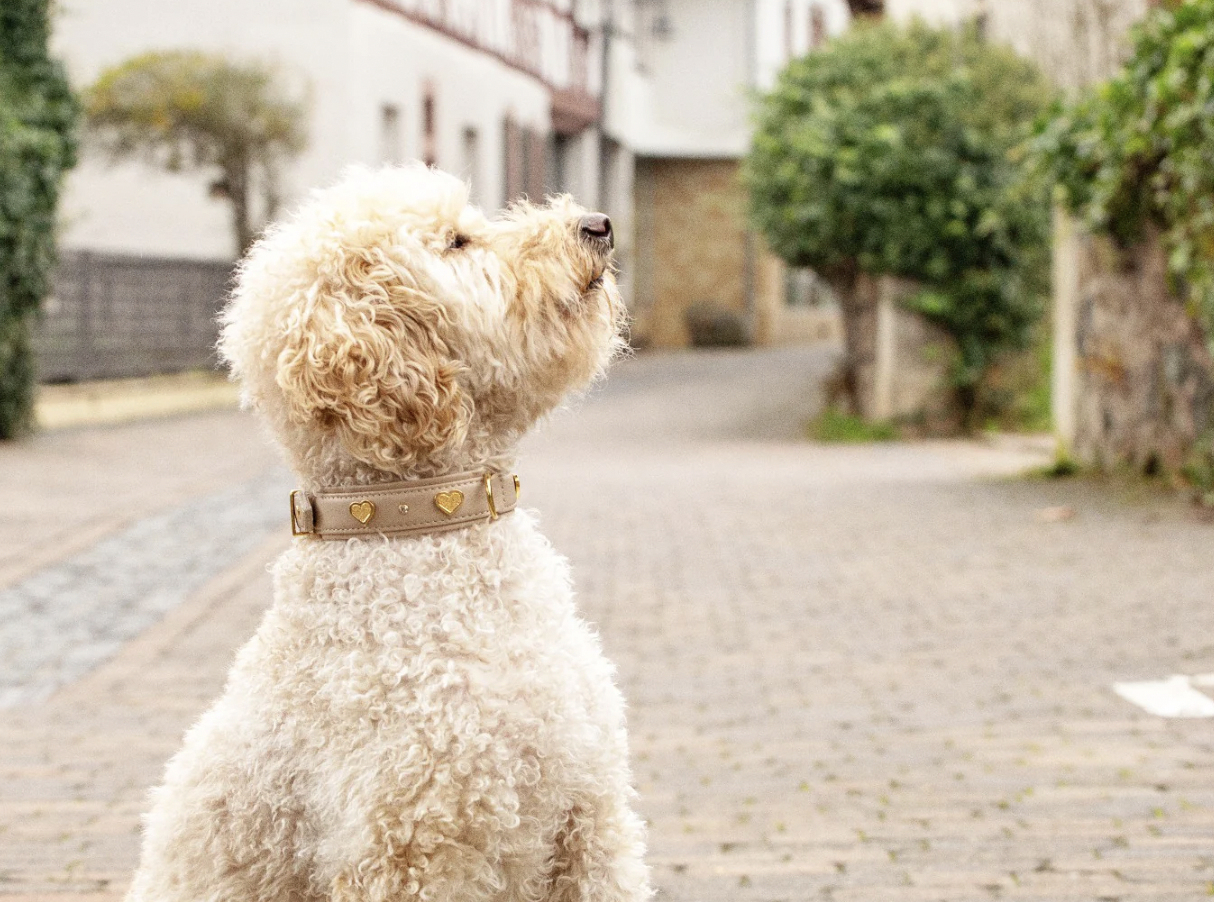 Obojek Ciao Mamma béžová/zlaté kování