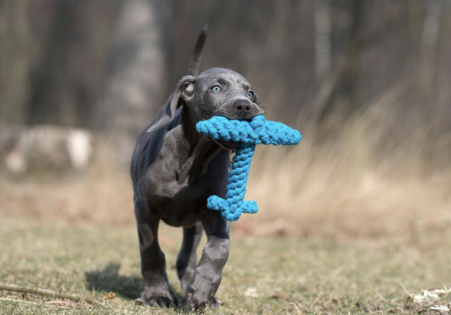 Hračka pro psy LABONI kotva modrá