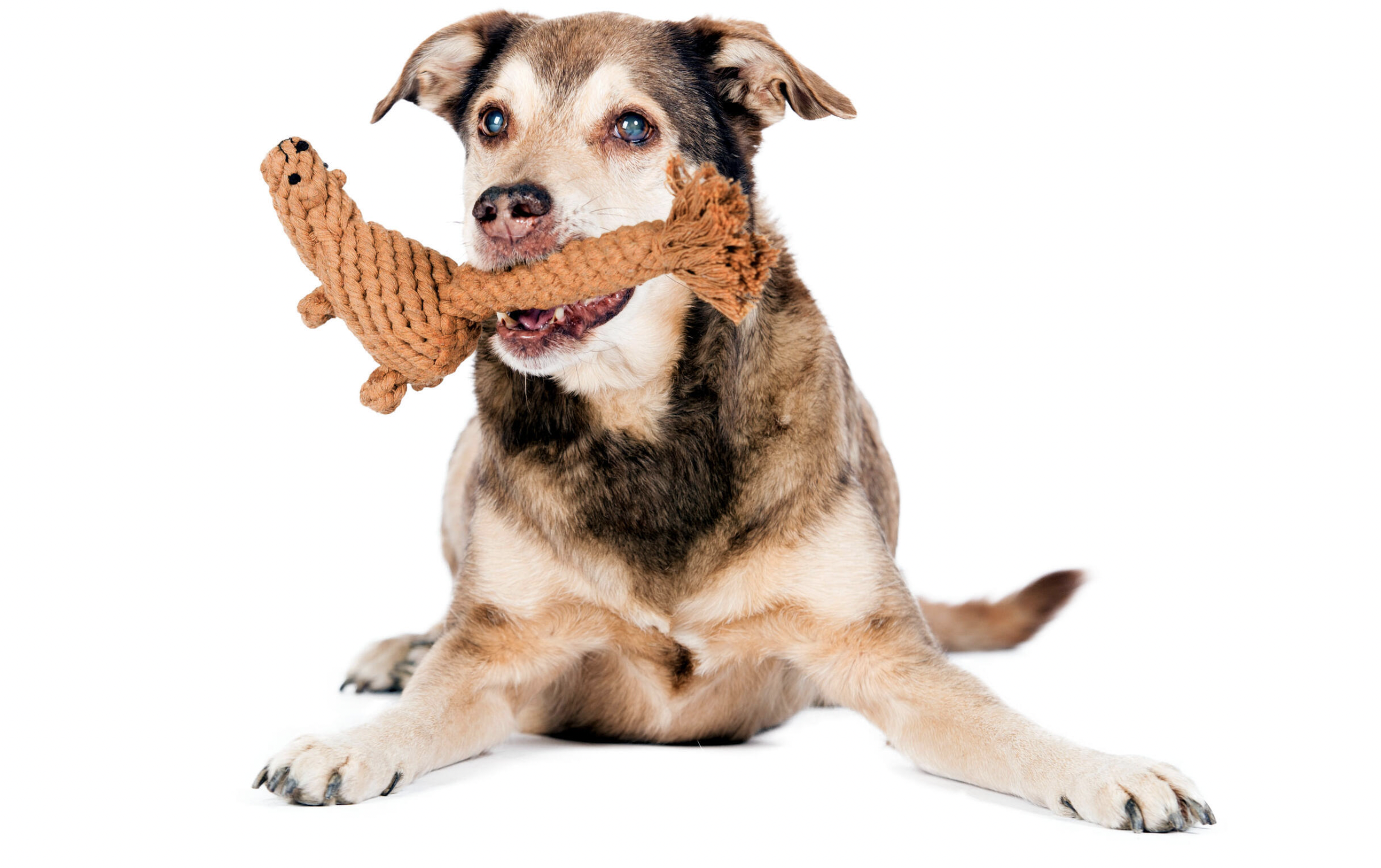 Hračka pro psy LABONI veverka Eddie