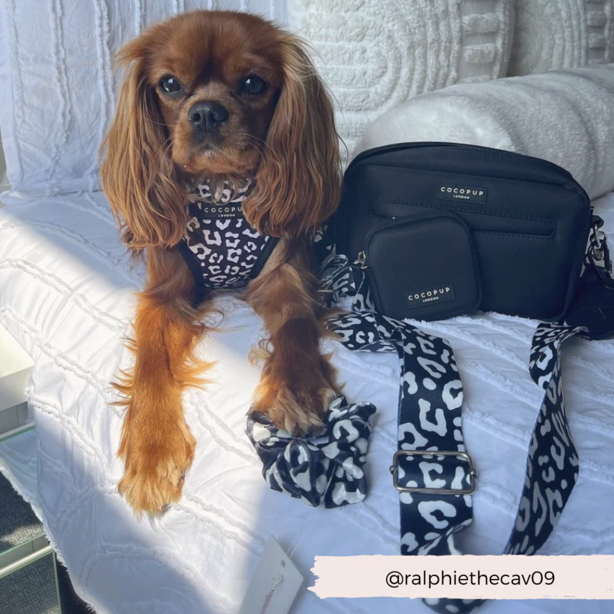 Popruh na pamlskovník CocoPup Black Leopard