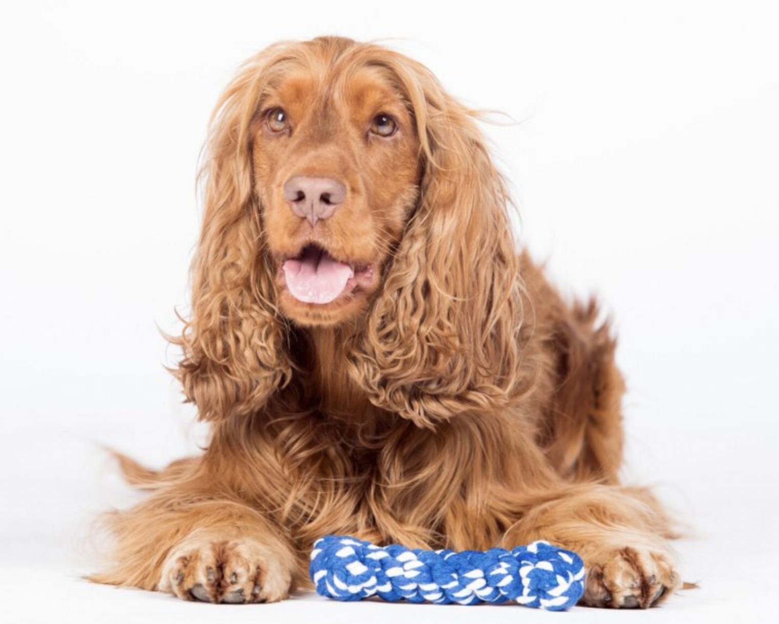 Hračka pro psy LABONI kost modrá