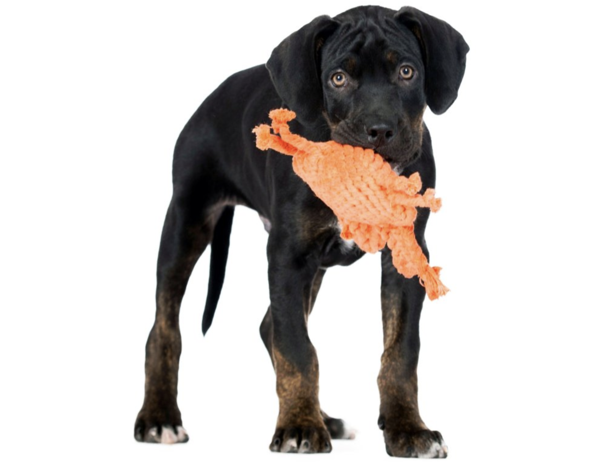 Hračka pro psy LABONI krab Kryštof, oranžový