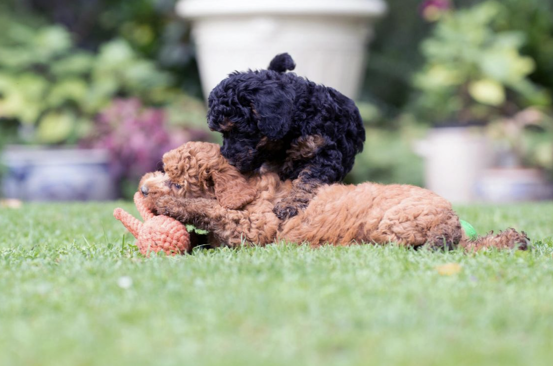 Hračka pro psy LABONI chobotnice oranžová