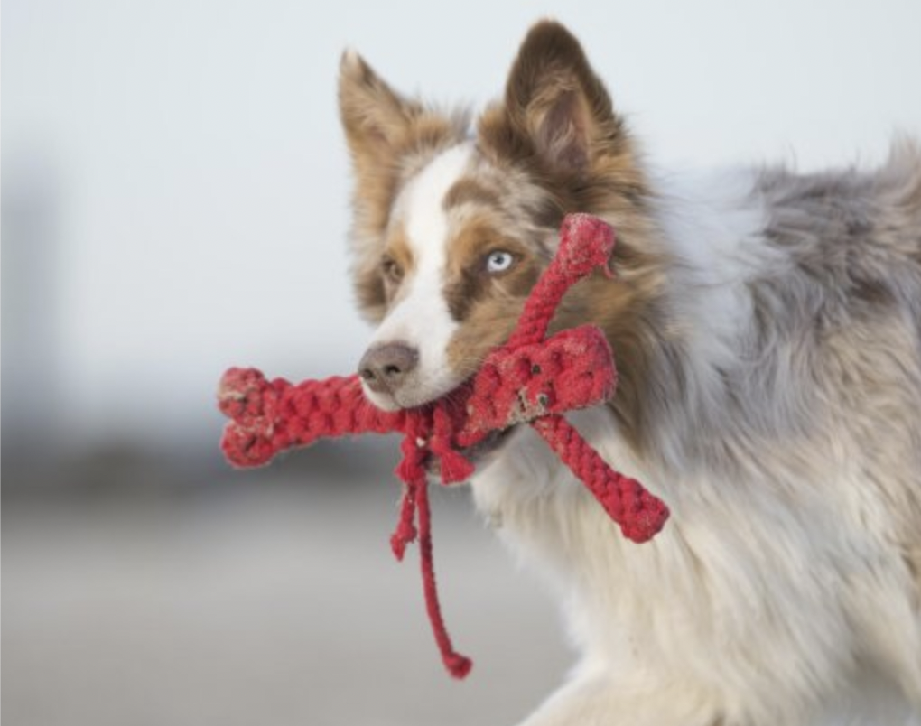 Hračka pro psy LABONI humr Hugo