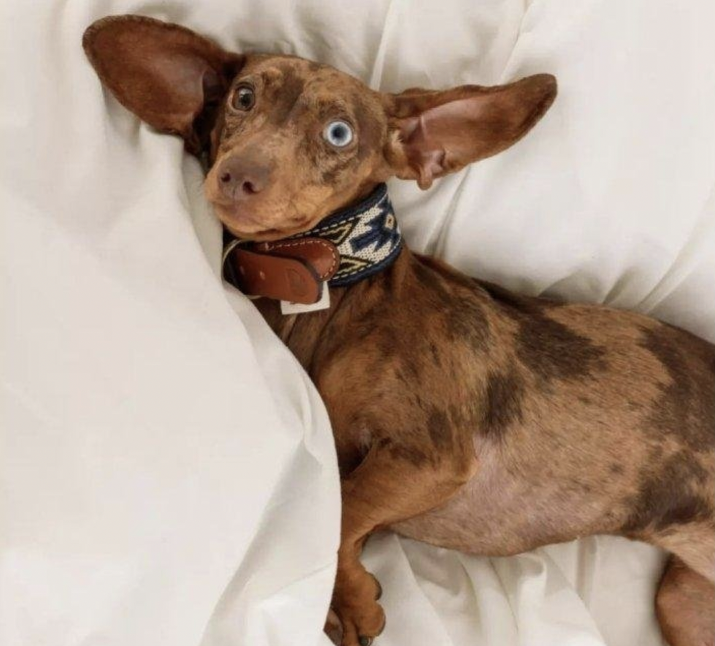 Obojek Buddys Peyote modrý