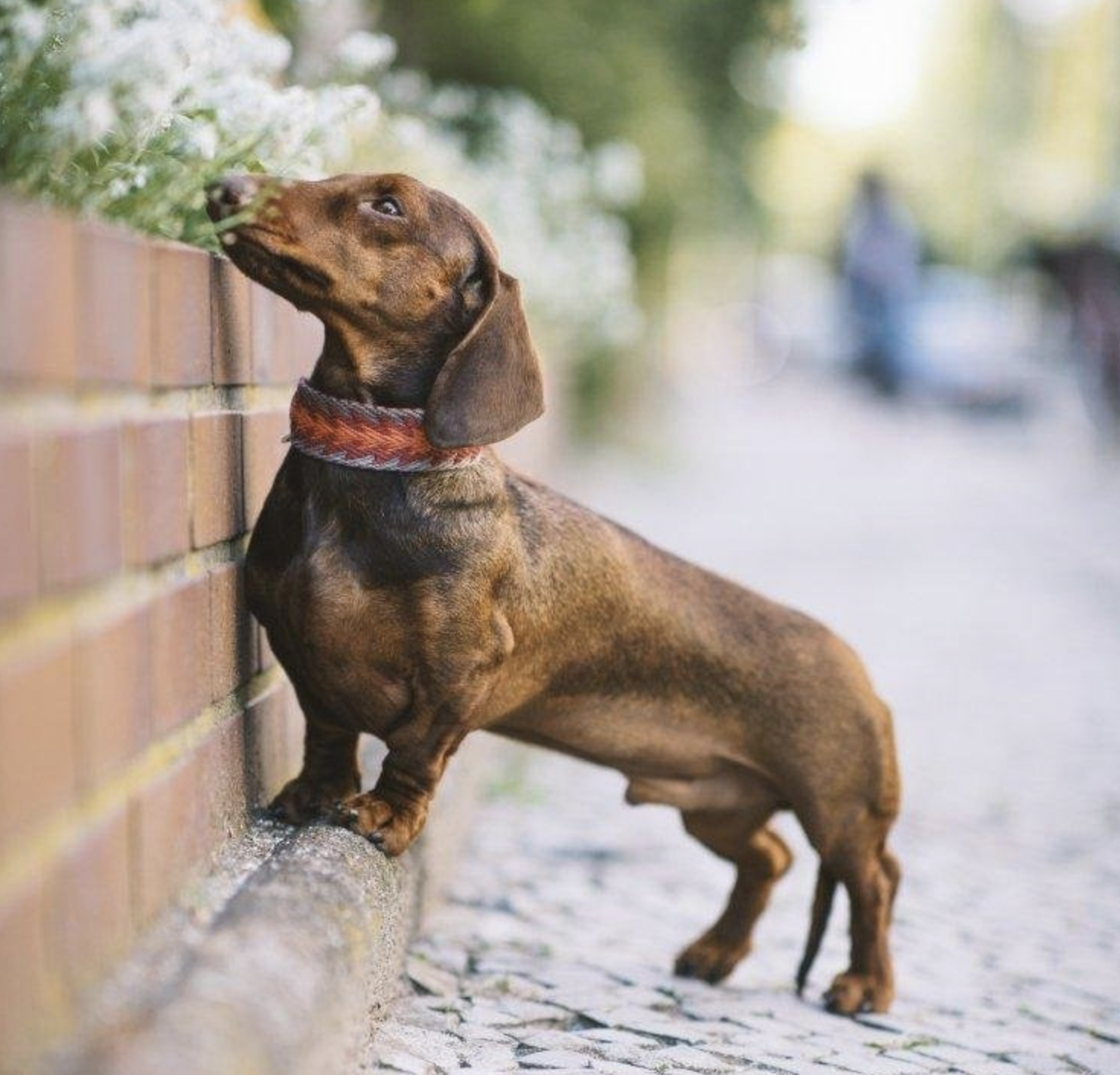 Obojek Buddys Peruvian Arrow oranžový