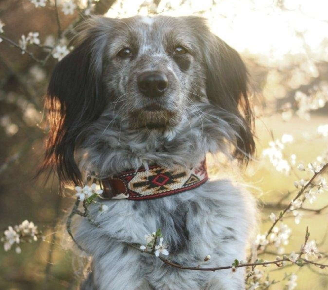 Obojek Buddys Peyote červený