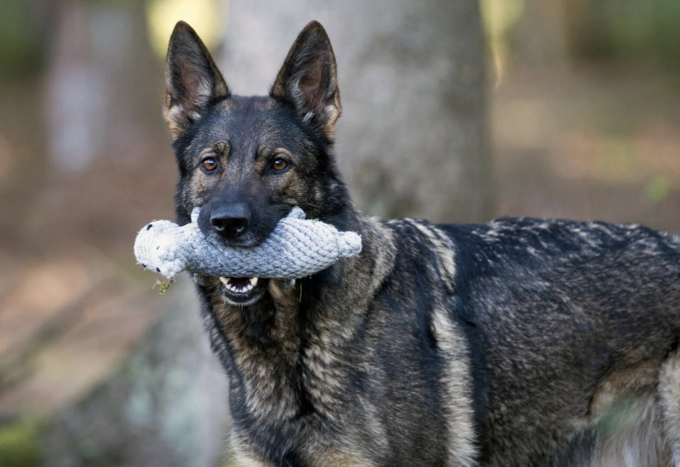 Hračka pro psy LABONI hrošice Nina