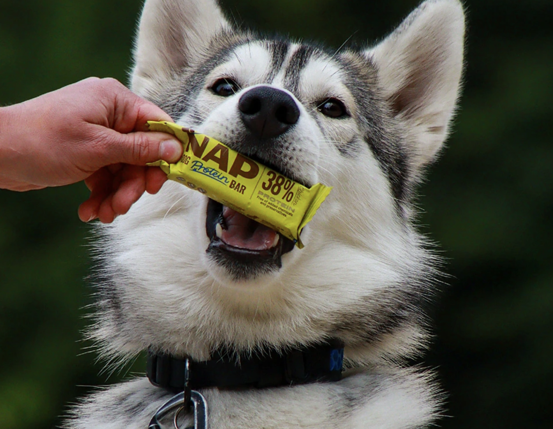 !!!NAP Recovery - psí proteinová tyčinka - hovězí 50 g