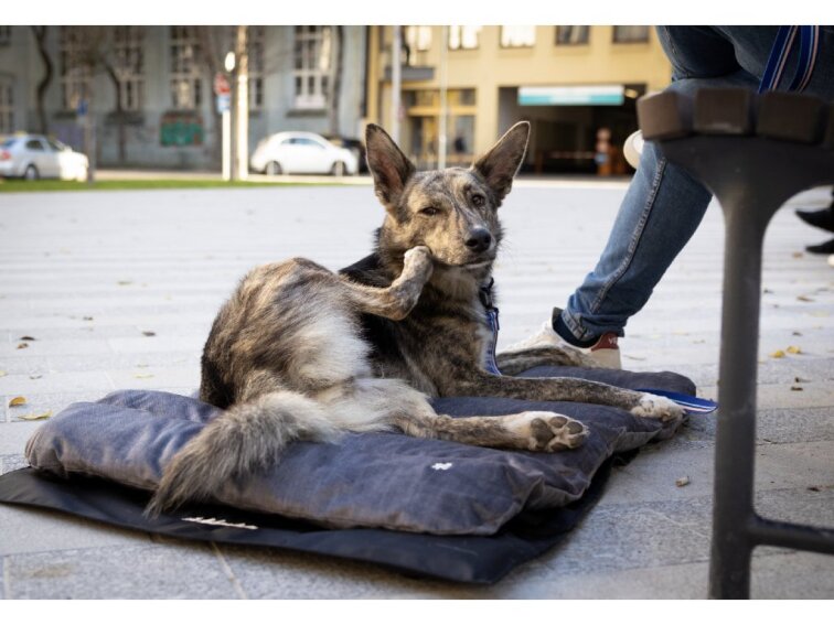 Cestovní pelíšek Lebeddie Mobedo šedá