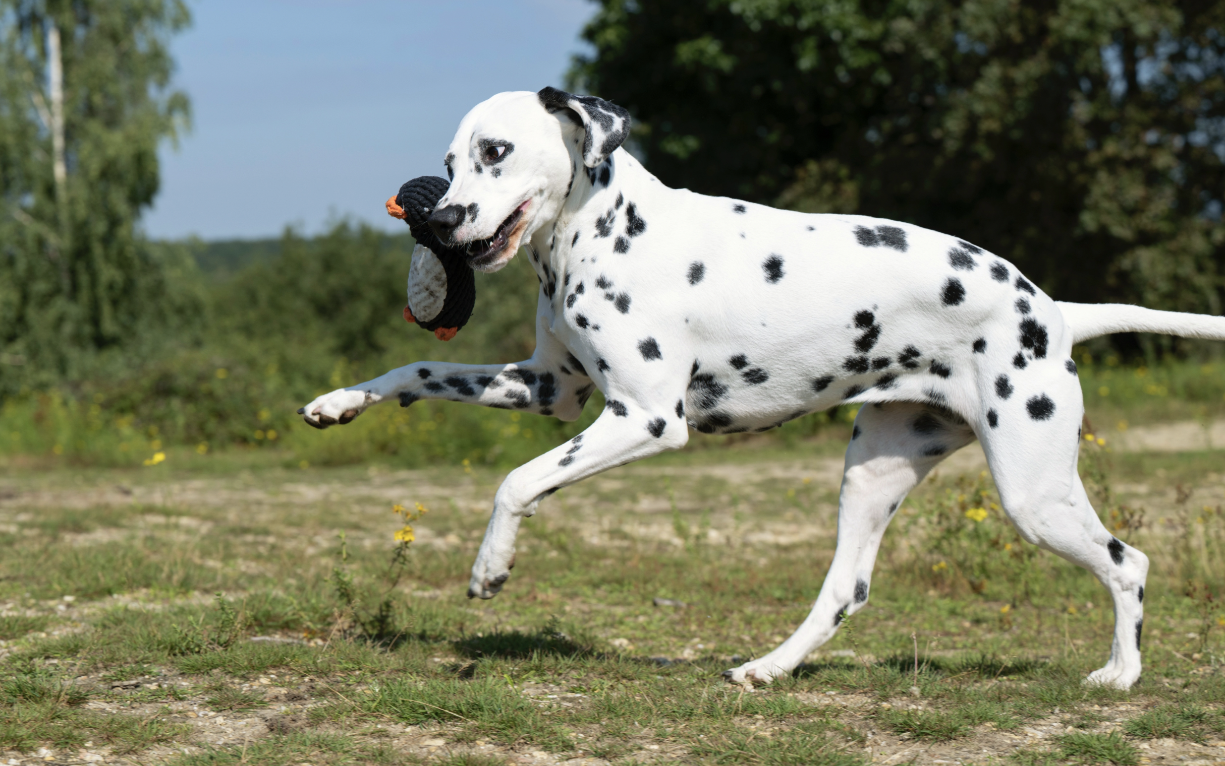 Hračka pro psy LABONI tučňák Poldi