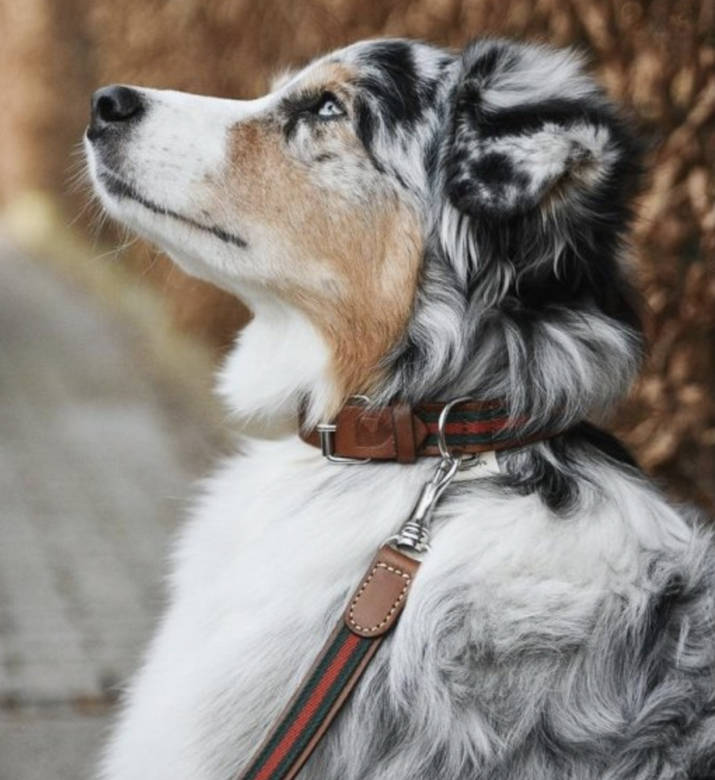 Obojek Buddys Baseball zelený