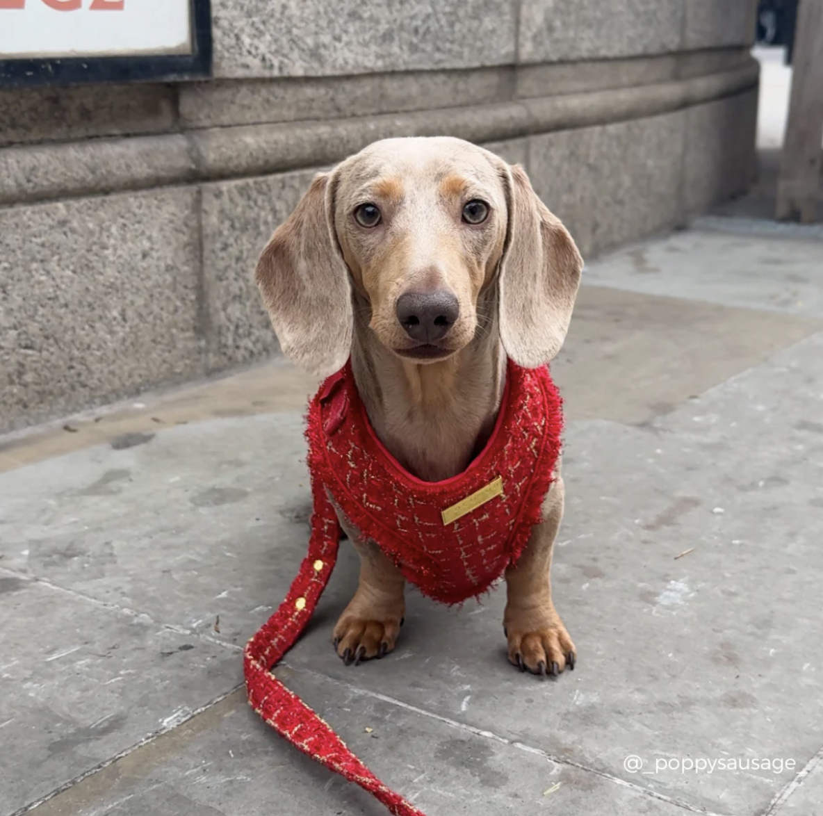 !!!Nastavitelný postroj Cocopup - Tweed Red