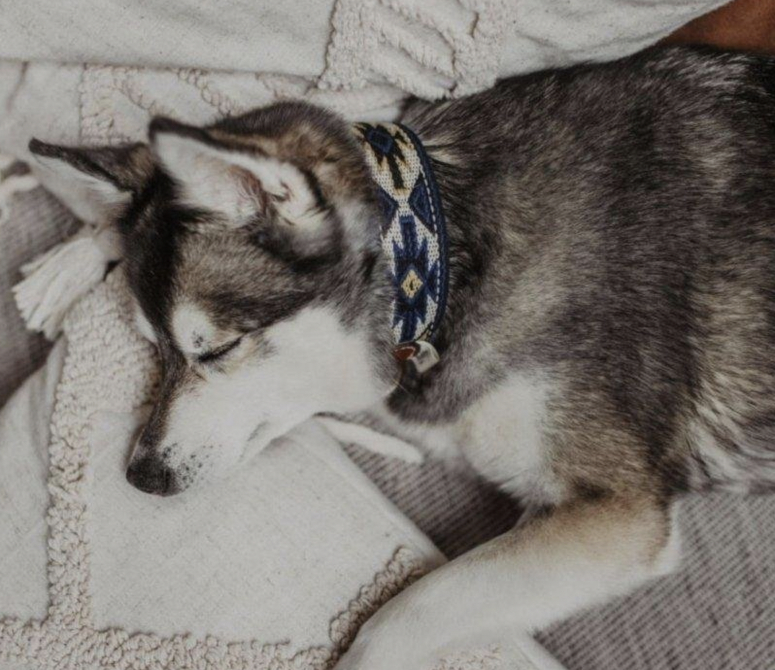 Obojek Buddys Peyote modrý