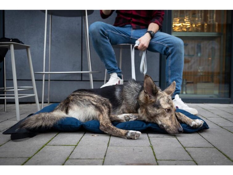 Cestovní pelíšek Lebeddie Mobedo modrá