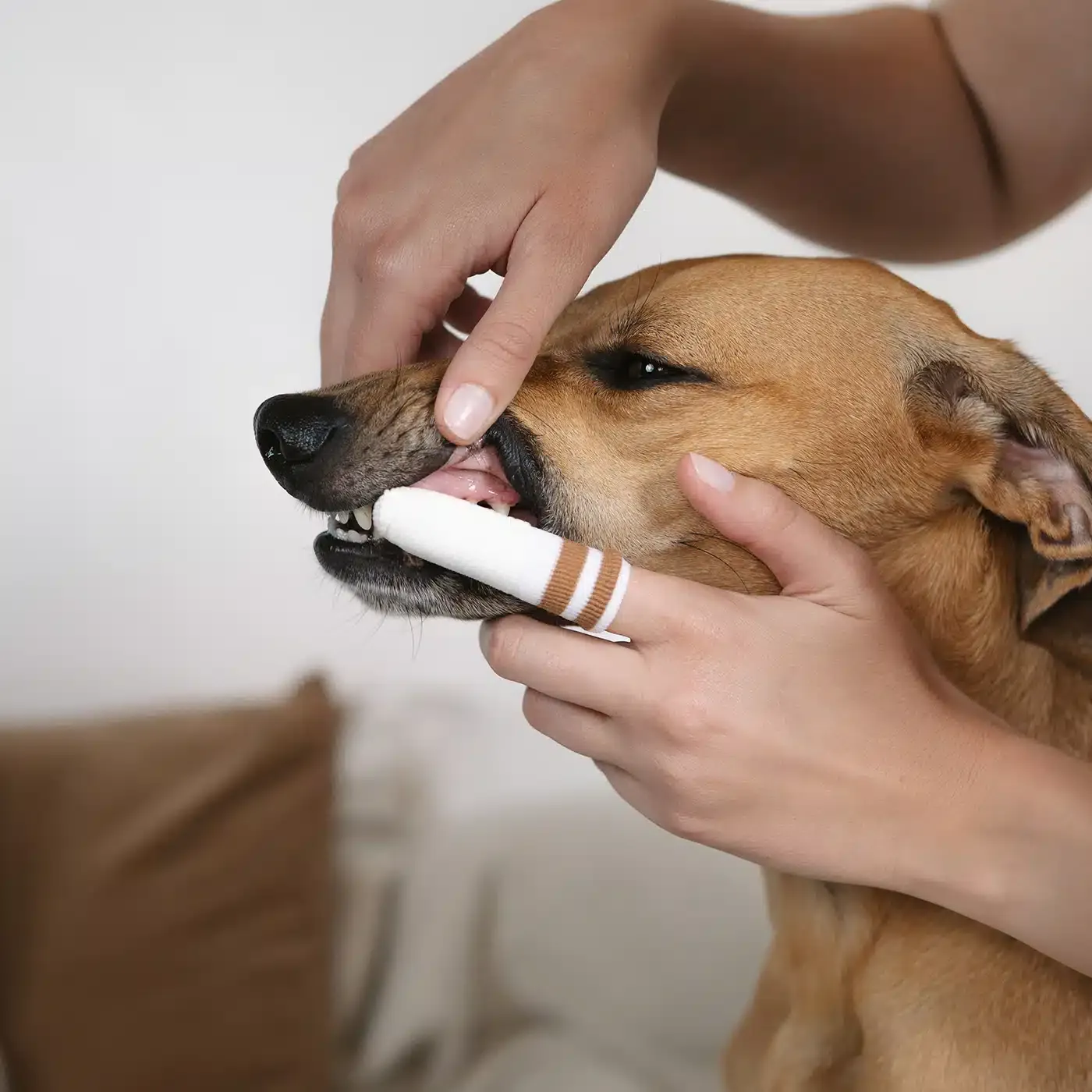 LILA LOVES IT Náprstek z mikrovlákna na čistění zubů