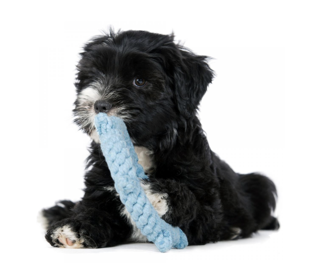 Hračka pro psí kapitány LABONI