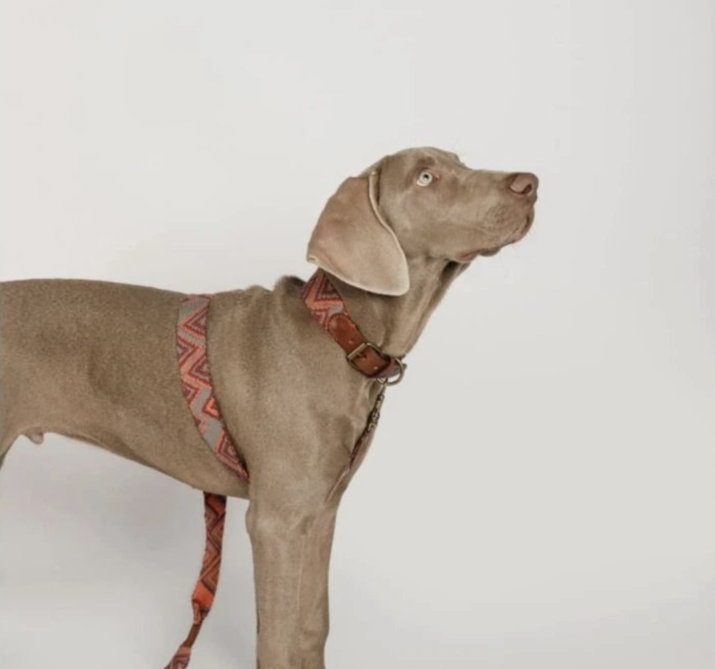 Obojek pro psy Buddys Peruvian Pikes