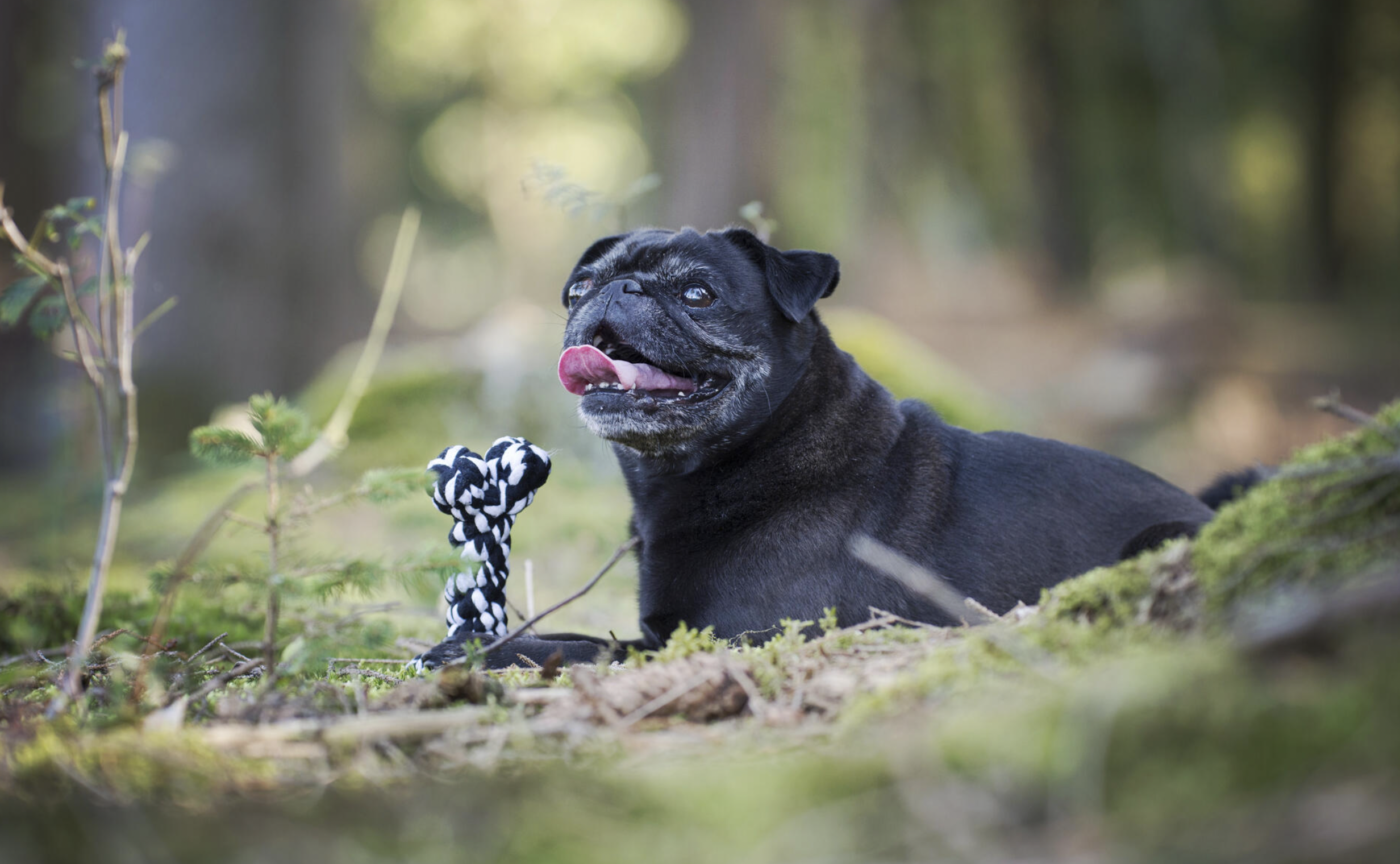 Hračka pro psy LABONI kost černá