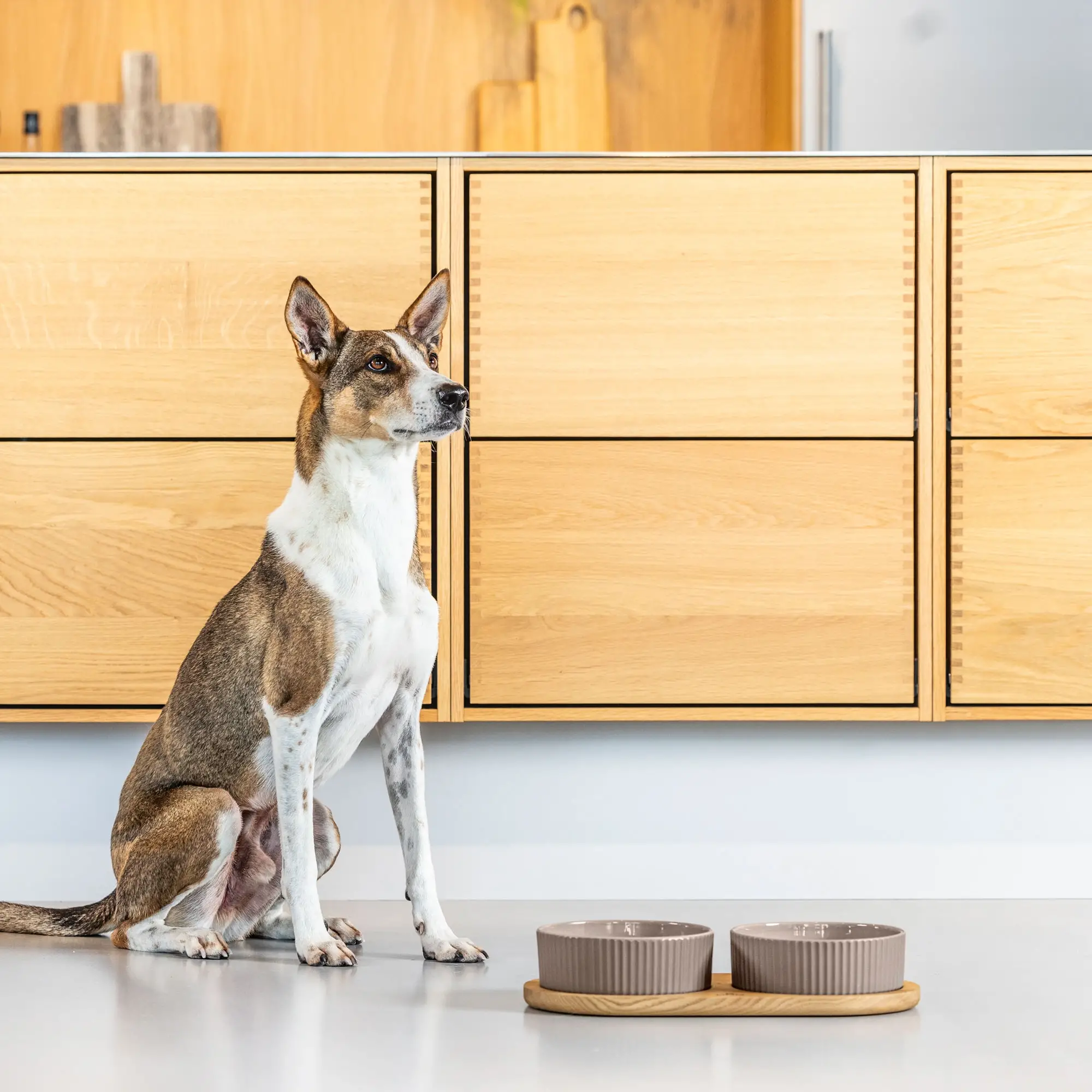 !!!Set misek pro psy Kronborg Caffe Latte