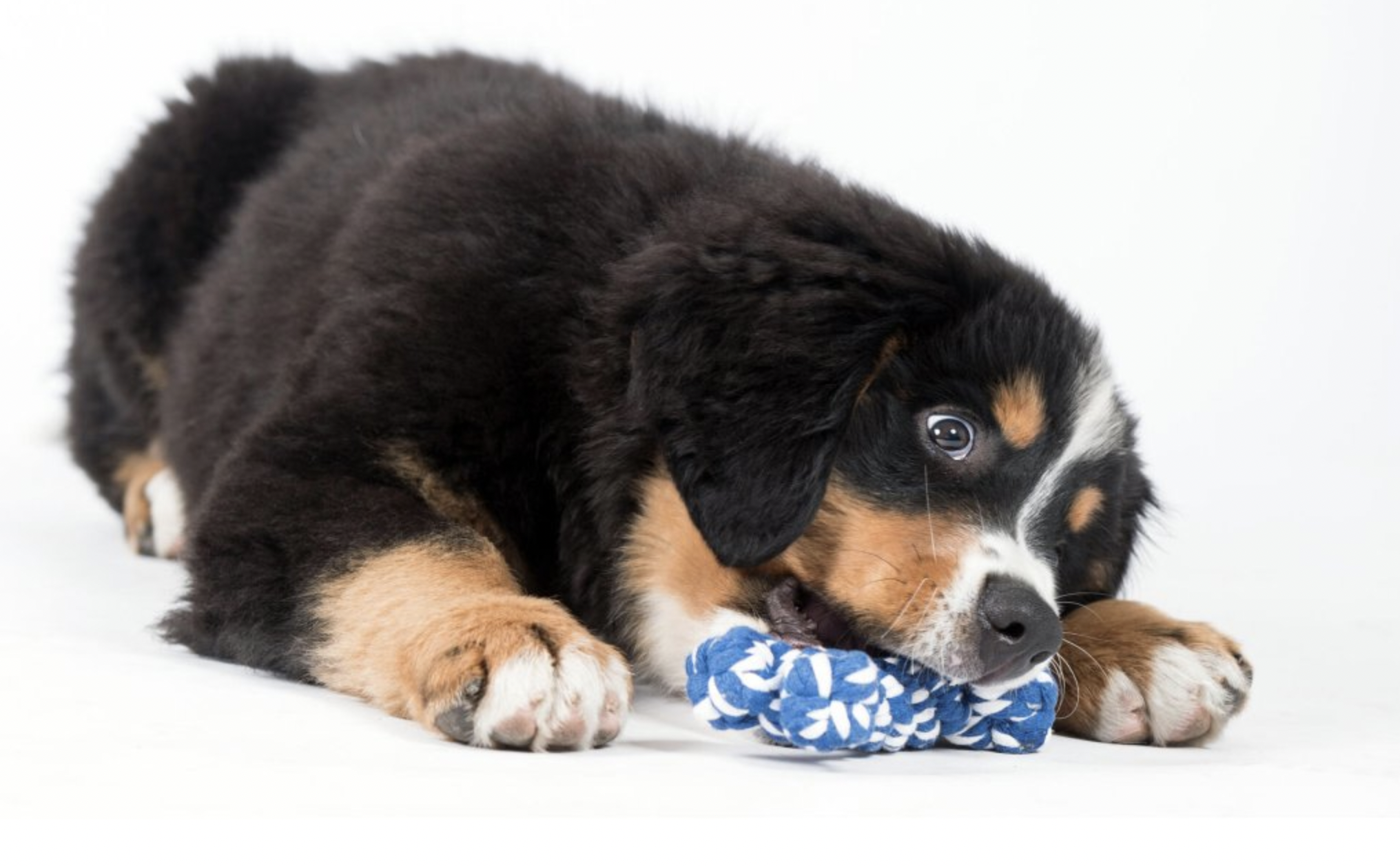 Hračka pro psy LABONI kost modrá