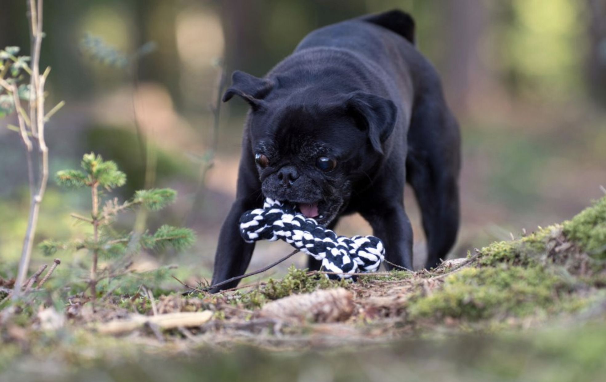 Hračka pro psy LABONI kost černá