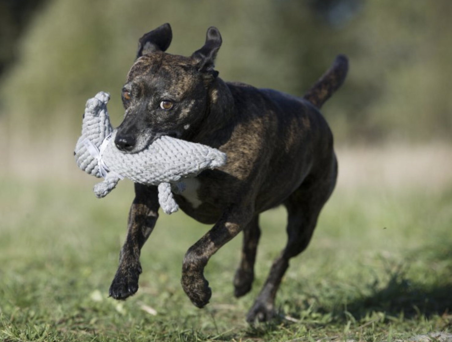 Hračka pro psy LABONI hrošice Nina