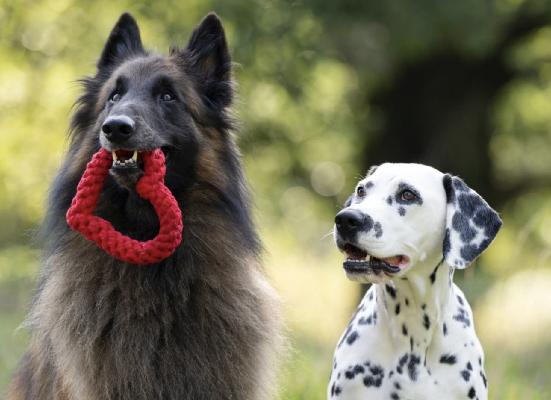 Hračka pro psy LABONI srdce červené