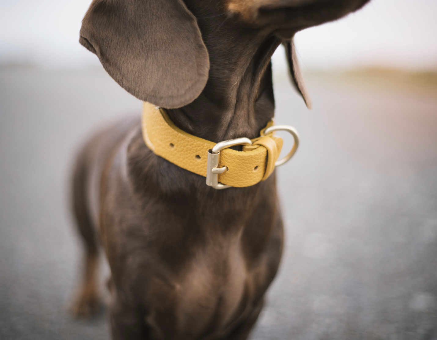 Obojek pro psy Buddys James béžový