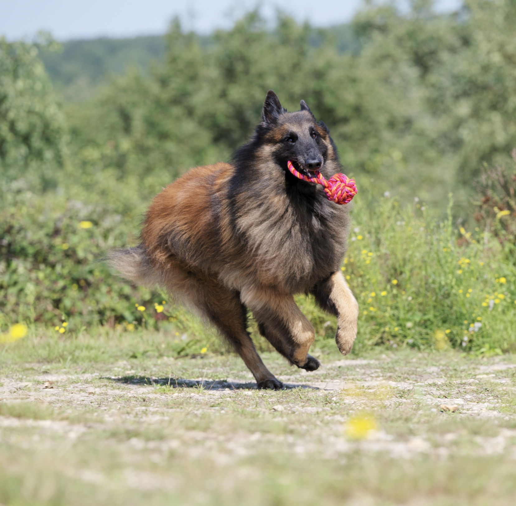 Maxi lanová přetahovací hračka pro psy LABONI červená