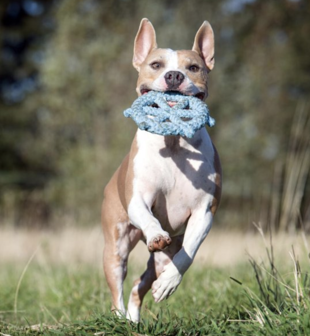 Hračka pro psí kapitány LABONI