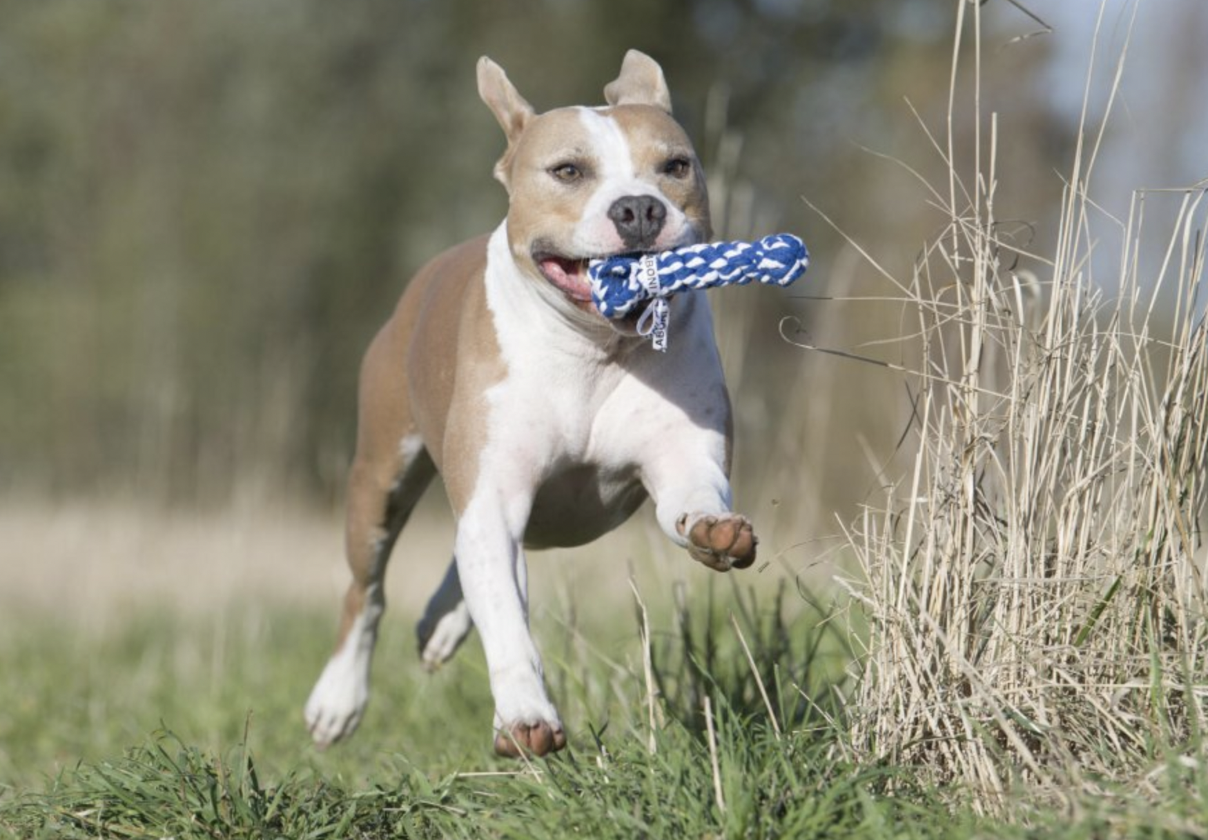 Hračka pro psy LABONI kost modrá
