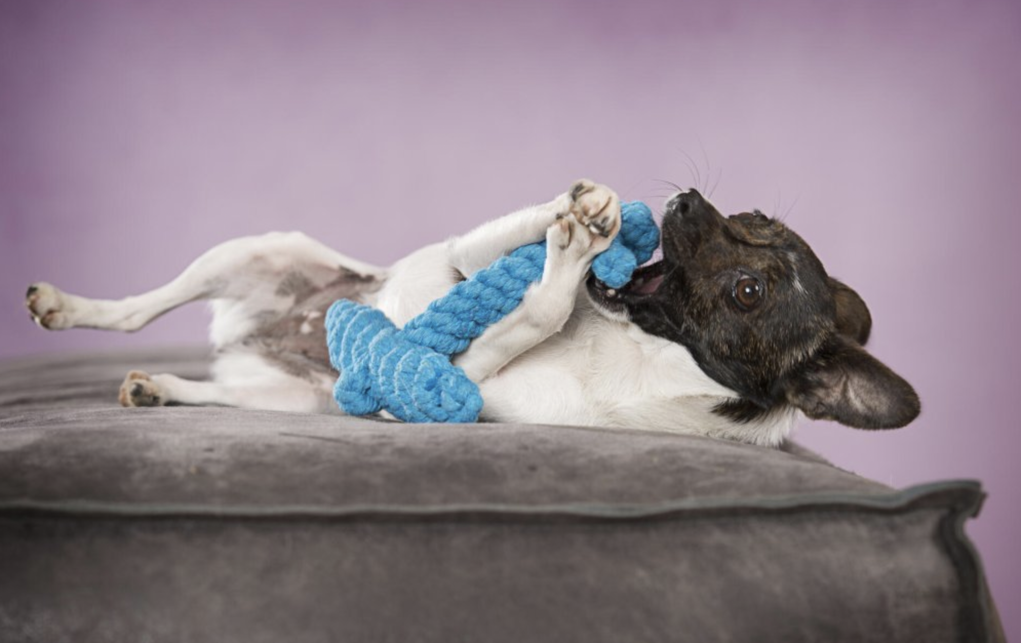 Hračka pro psy LABONI kotva modrá