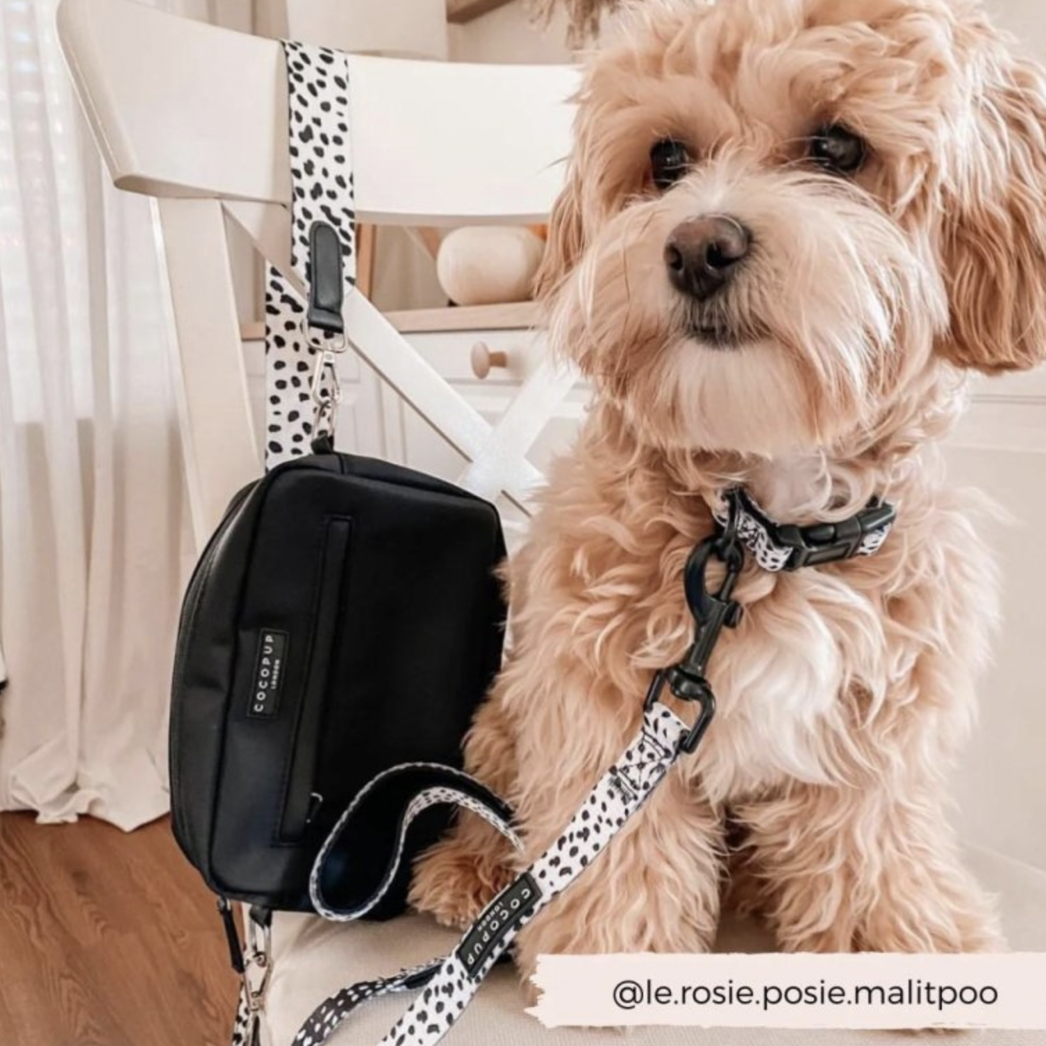 Pamlskovník Cocopup Black