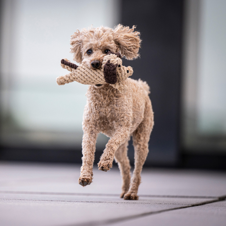 !!!Hračka pro psy LABONI Doggy Dog