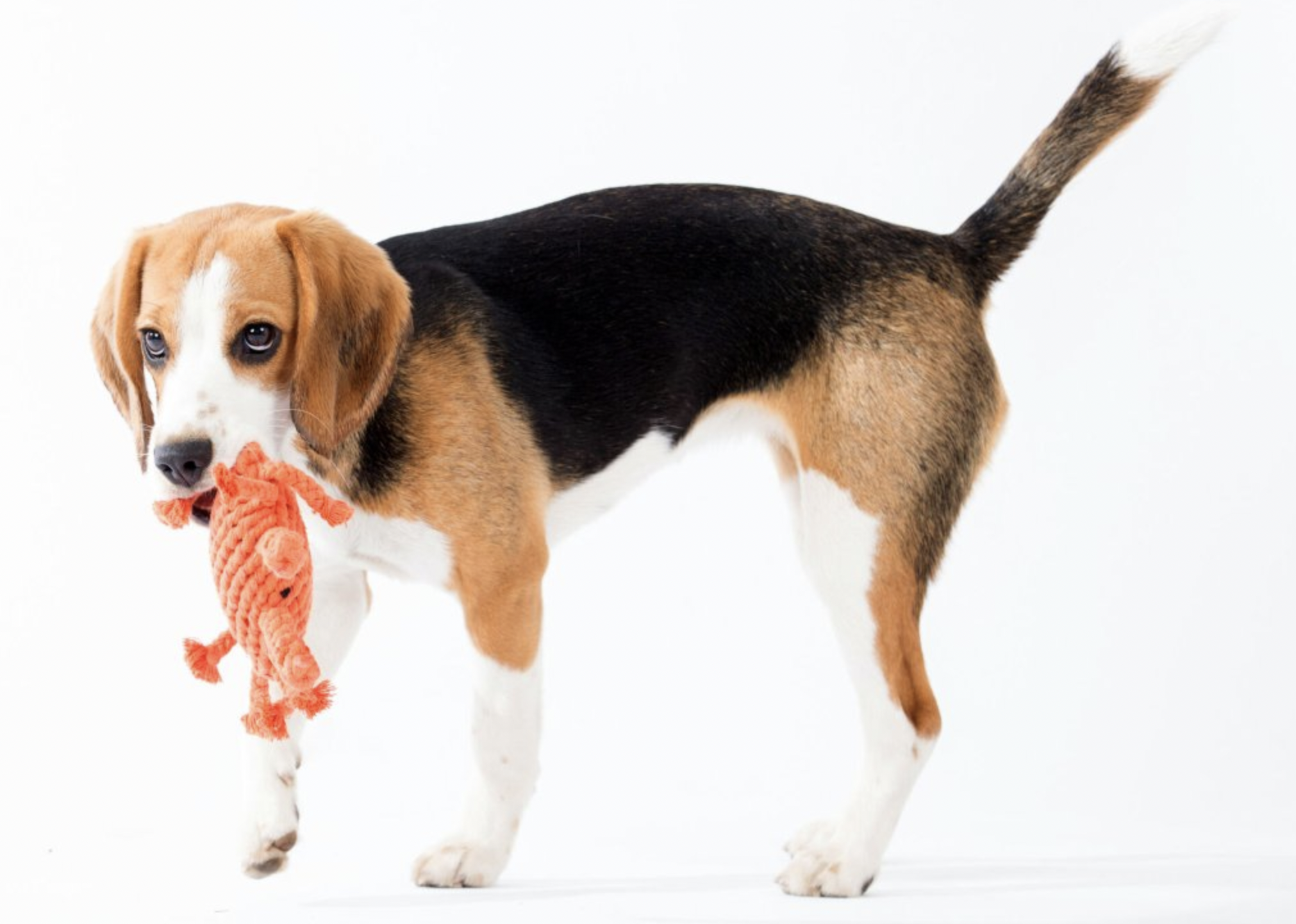 Hračka pro psy LABONI krab Kryštof, oranžový