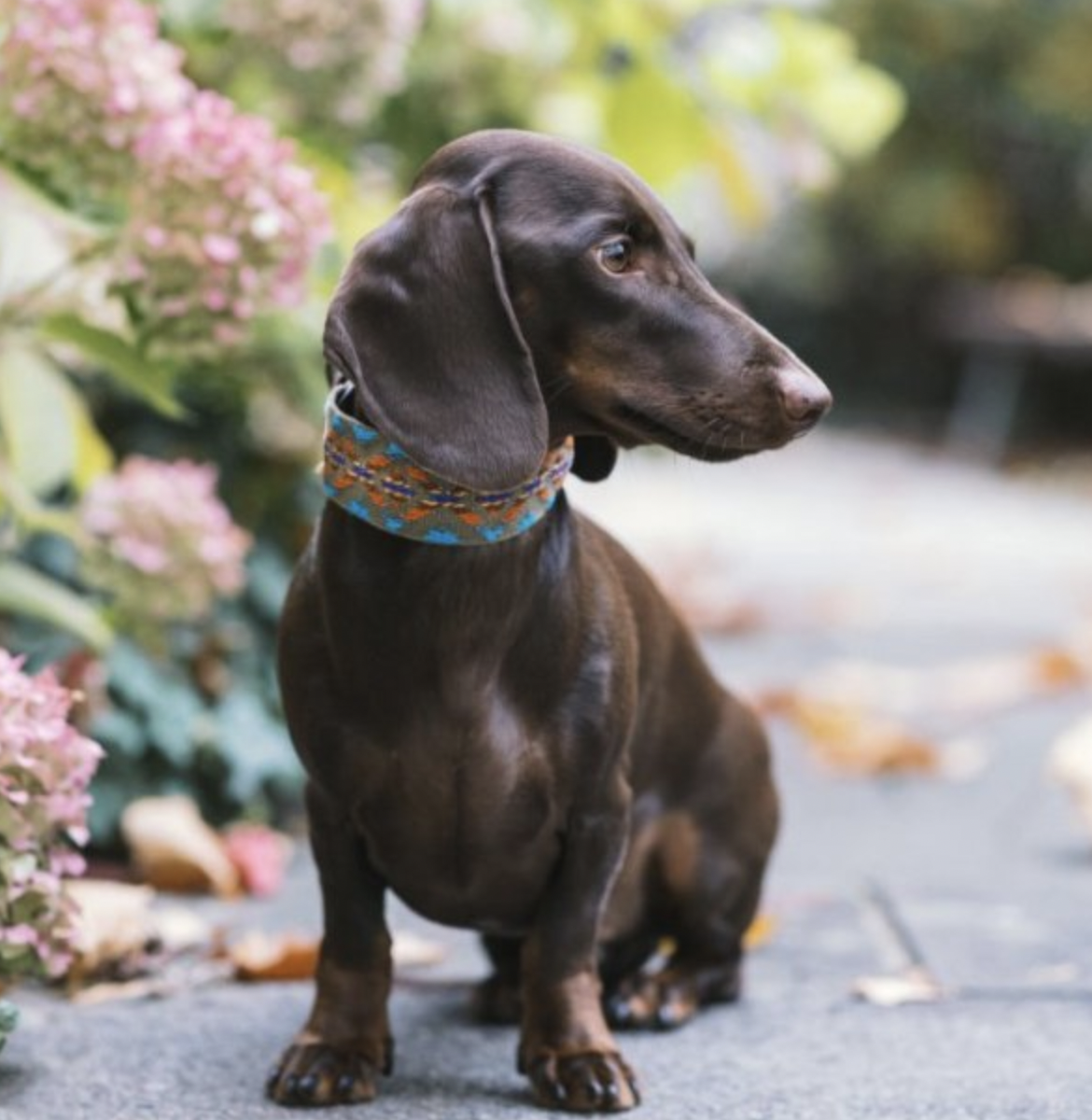 Obojek Buddys Etna tyrkysový