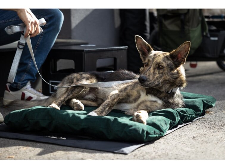 Cestovní pelíšek Lebeddie Mobedo zelená