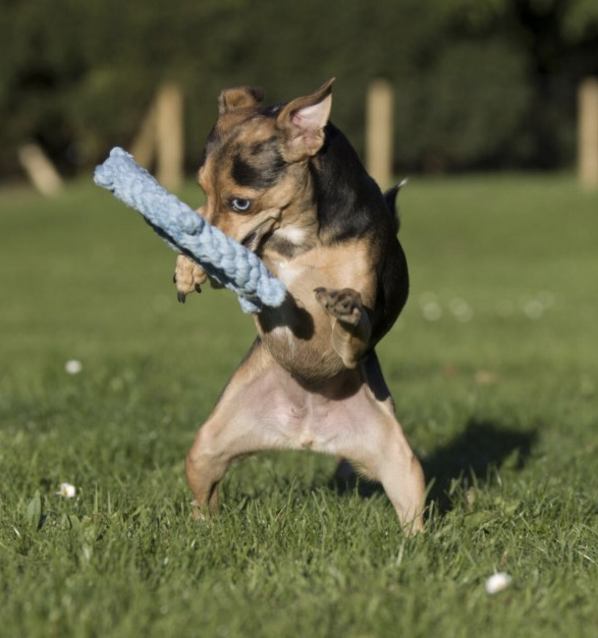 Hračka pro psí kapitány LABONI