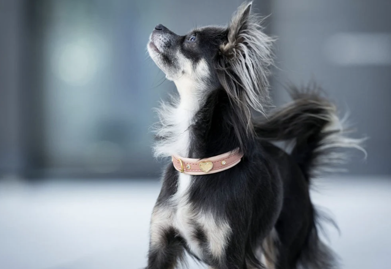 Obojek Ciao Mamma starorůžová/zlaté kování