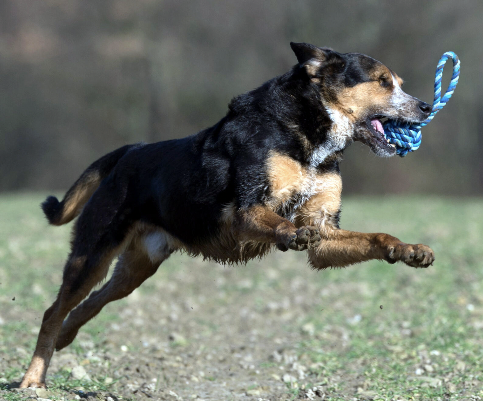 Mini lanová přetahovací hračka pro psy LABONI modrá