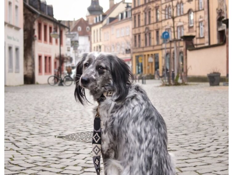 Obojek Buddys Peruvian Indian černý