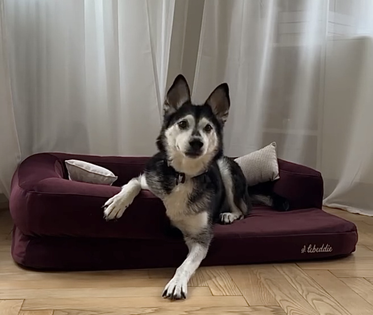 Ortopedický pelíšek pro psy Lebeddie bordó