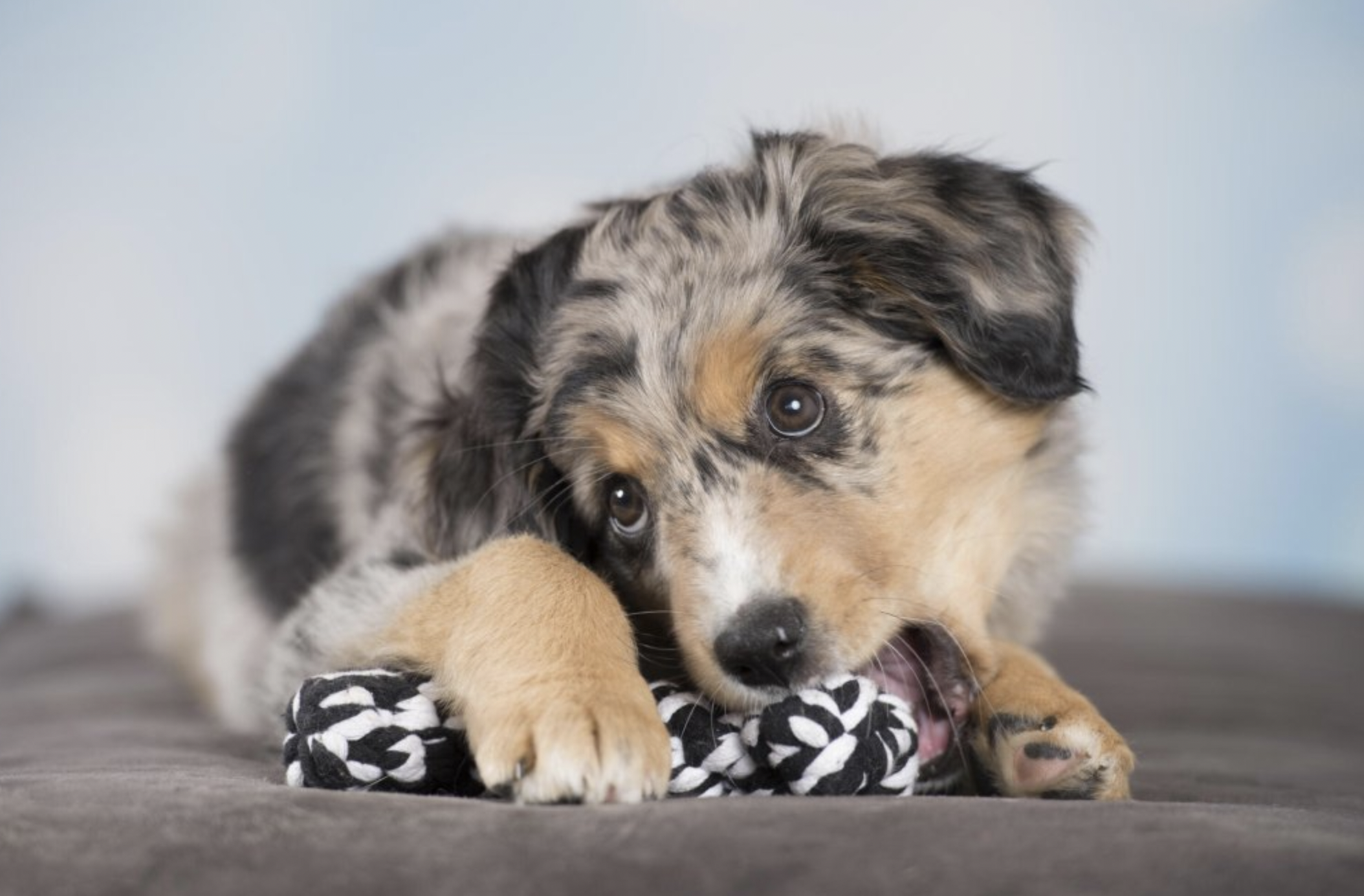 Hračka pro psy LABONI kost černá