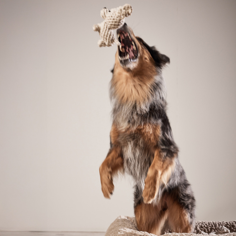 !!!Hračka pro psy LABONI pes Tapsi