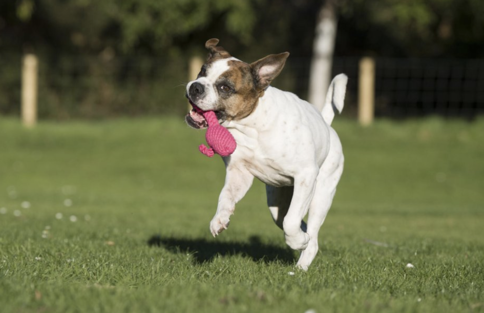 Hračka pro psy LABONI plameňák Franzi