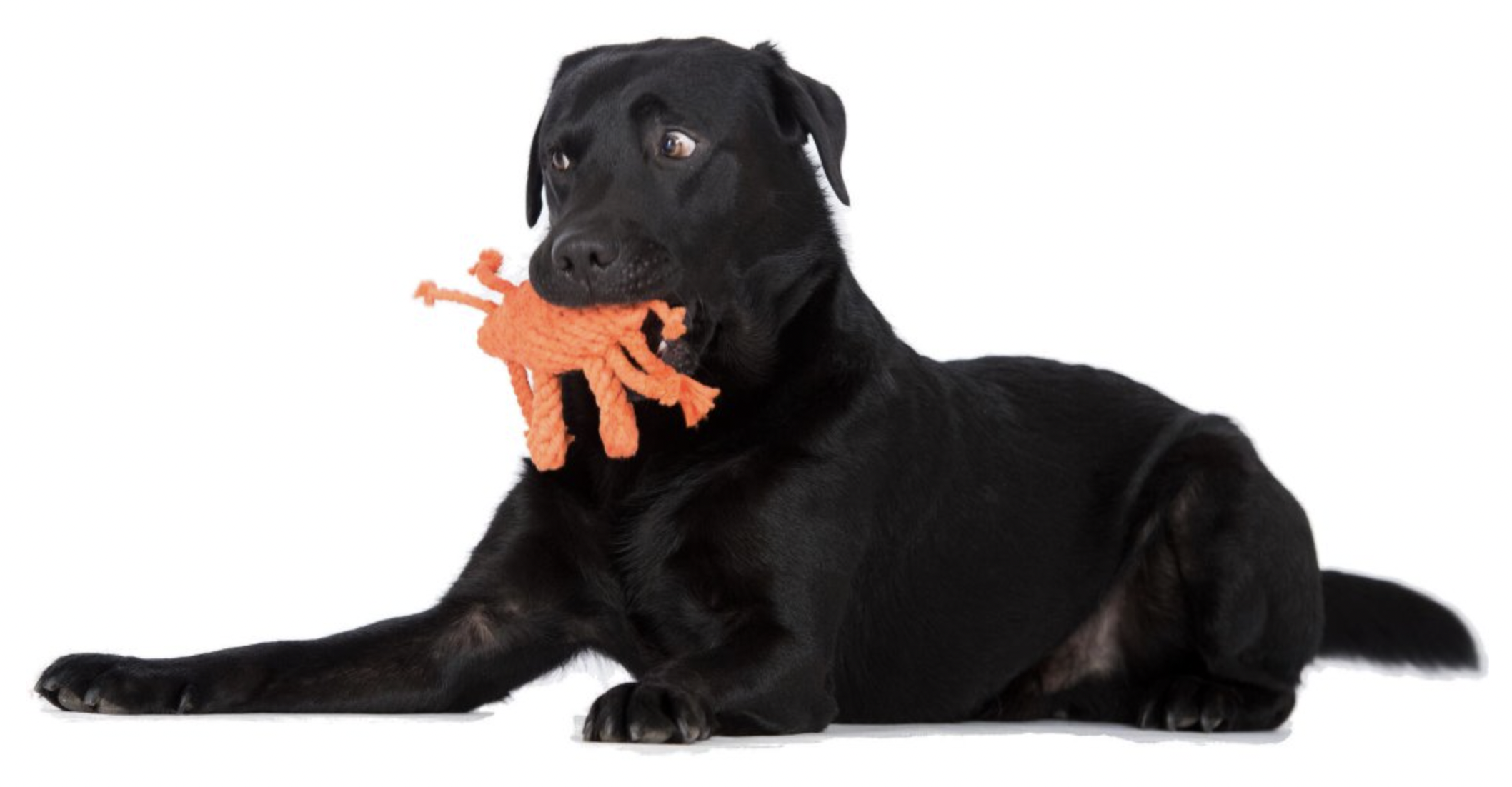 Hračka pro psy LABONI krab Kryštof, oranžový