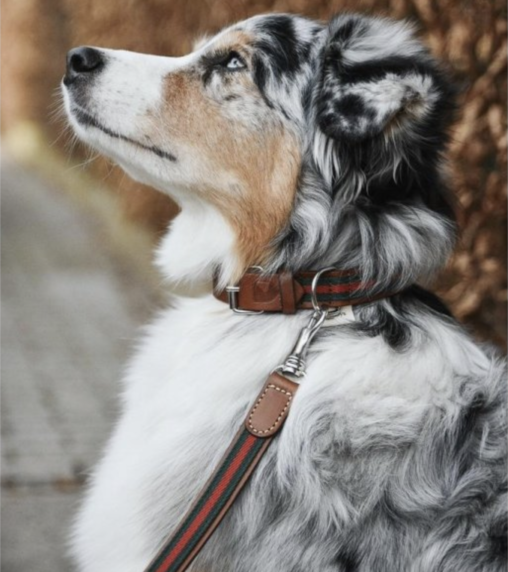 Vodítko Buddys Baseball zelené