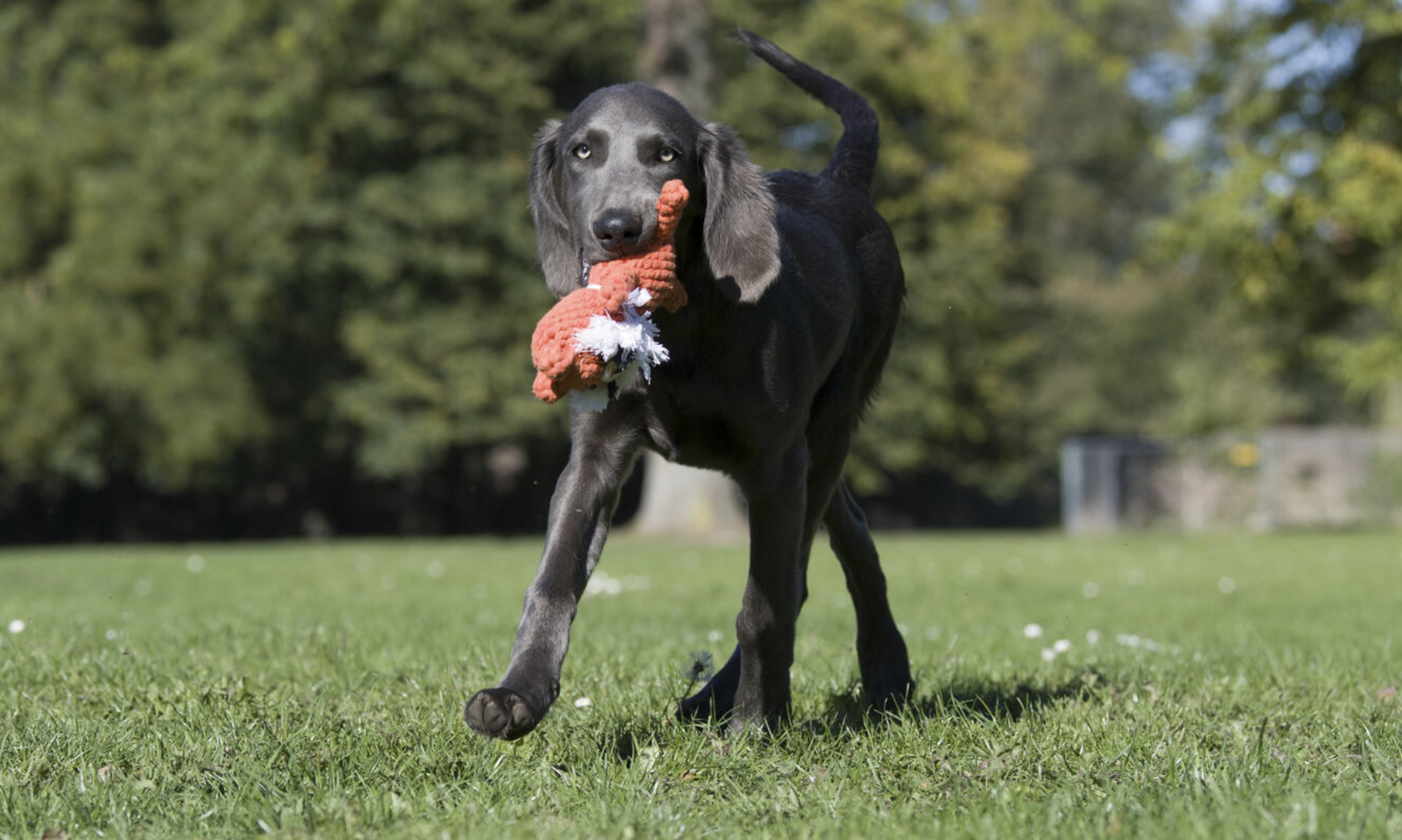 Hračka pro psy LABONI tygr Timothy