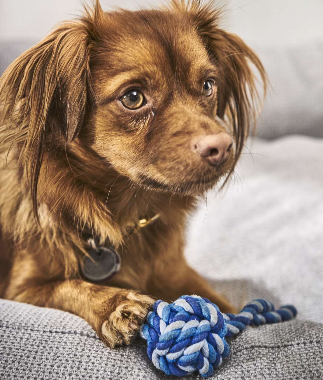 Mini lanová přetahovací hračka pro psy LABONI modrá